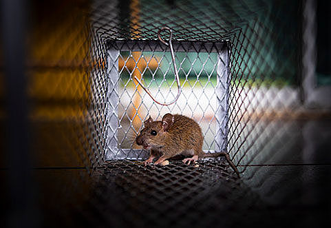 Bullied mice overcome anxiety after light treatment