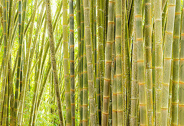 New photosynthesis discovery could re write text books