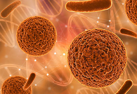 Research links gut microbes with Macular Degeneration