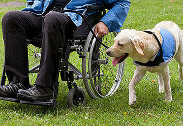 Guide Dogs say get off the pavement