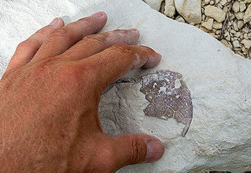 Oldest eye discovery sheds light on early sight
