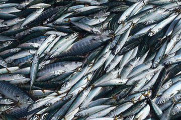 Eyesight Some say it’s a fishy business