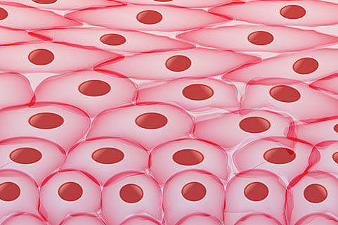 Growing eye parts from skin cells