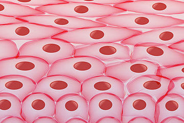 Growing eye parts from skin cells