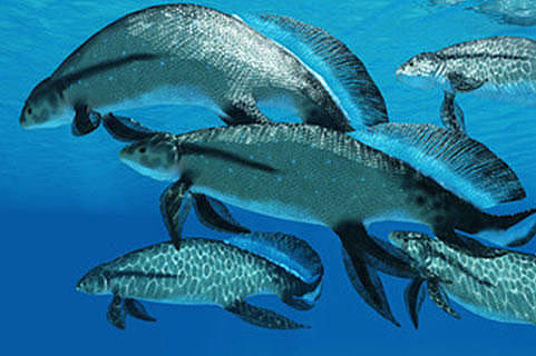 Eyesight the focus of a new evolutionary theory