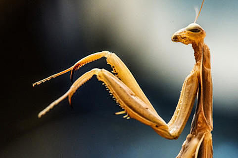 How the praying mantis could now shape robotic vision