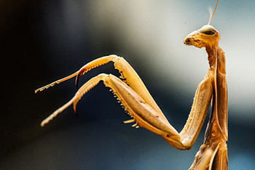 How the praying mantis could now shape robotic vision