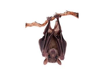 Bats see red over Dutch street lights