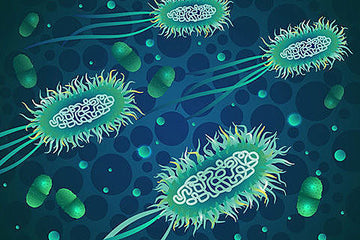 How E coli could lead to cheaper solar energy