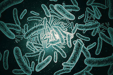 Shining blue light on superbugs