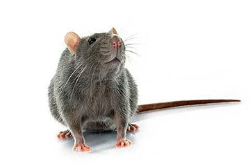Blue Light at night causes rise in sugar consumption in rats