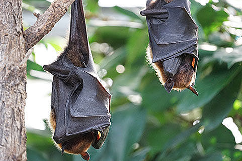 Even bats must wait to cross the road