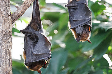 Even bats must wait to cross the road