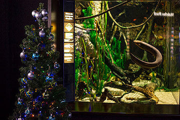 Electric eel power harnessed to illuminate Christmas tree