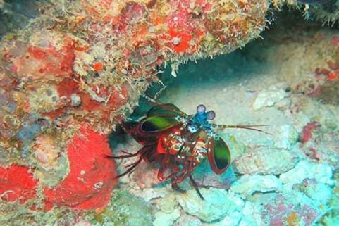 Mantis Shrimp: proud owners of the strangest eyes in the animal kingdom