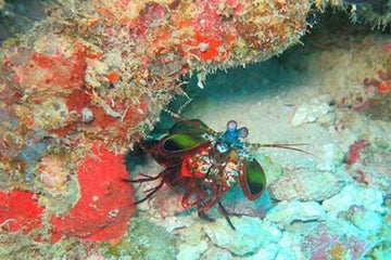 Mantis Shrimp: proud owners of the strangest eyes in the animal kingdom