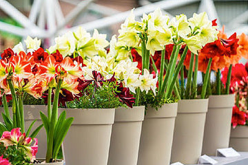 From the Chelsea Flower Show to your home