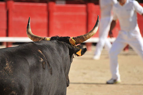 Cows don’t like the colour red